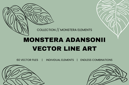 Monstera Adansonii Vector Line Art