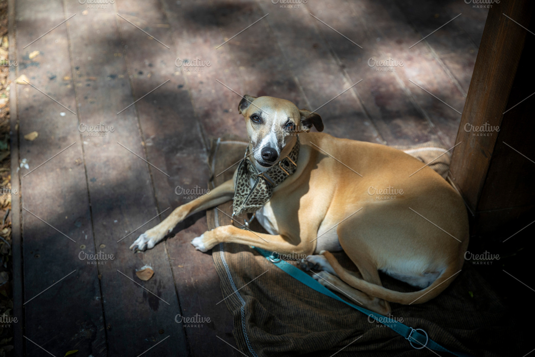 Whippet dog lying on a blanket, an Animal Photo by Imaginarium