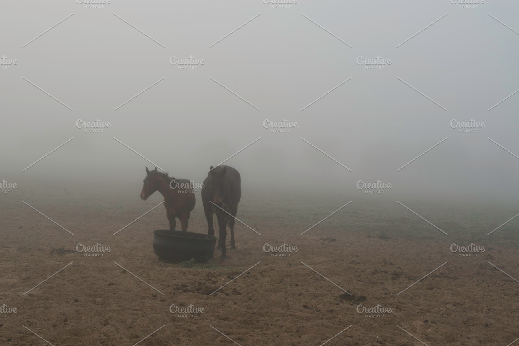 Horses Feeding
