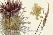 Airy Grassland — Thistle & Burr Stud, an Object Graphic by Aga Silva (Thumbnail 4 of 4)