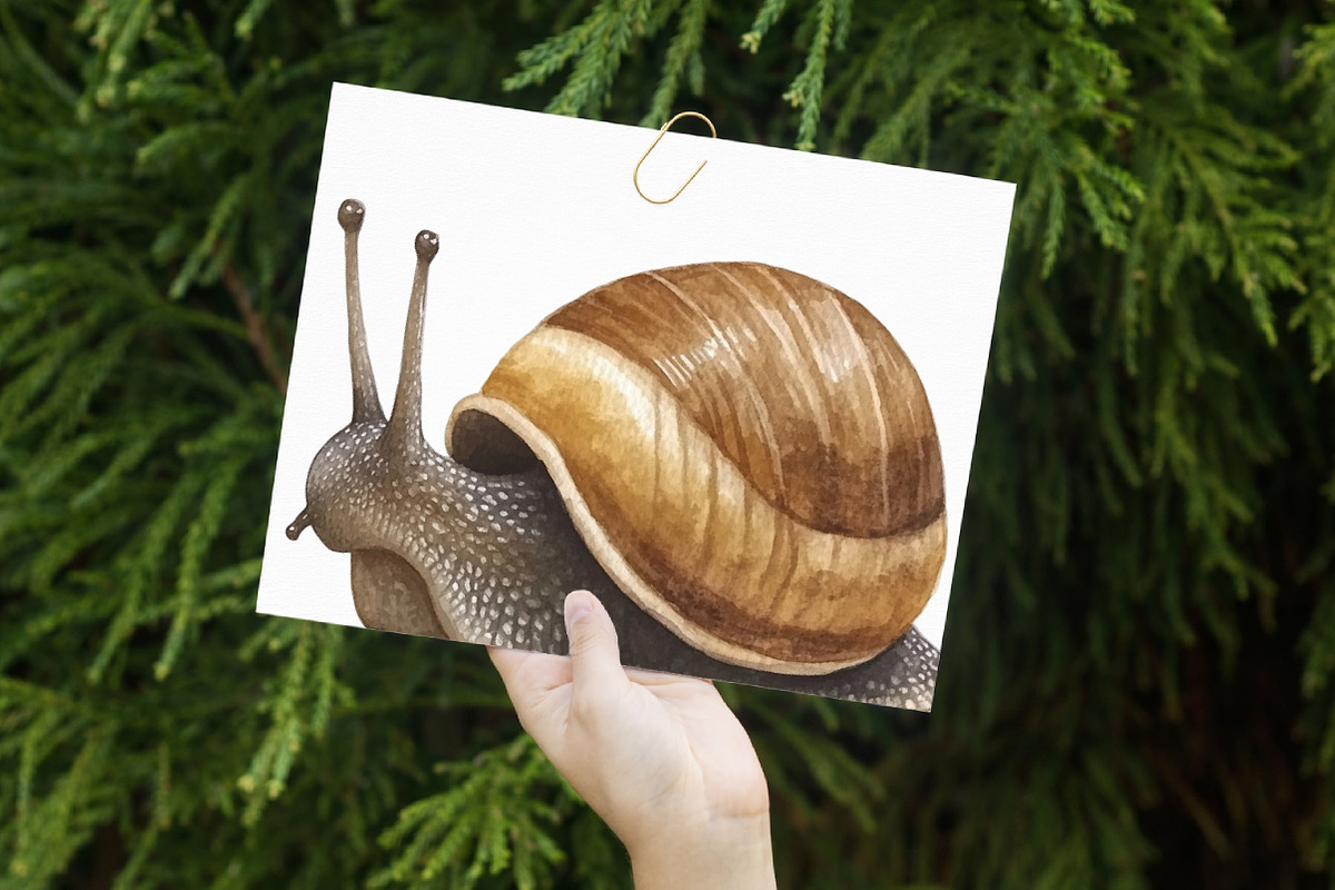 Watercolor snail clip art, an Illustration by Libby Wishes (Photo 7 of 7)