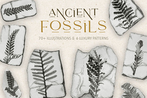 Fossil Illustrations & Patterns