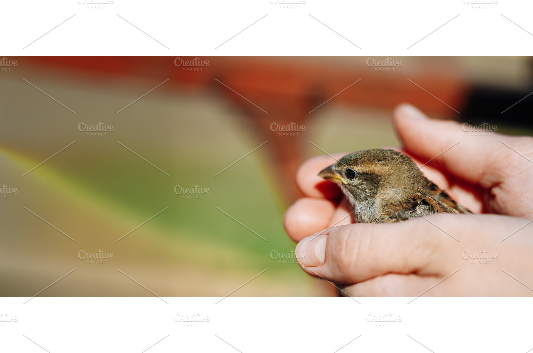 Young Bird House Sparrow Chick In, an Animal Photo by Our Amazing World