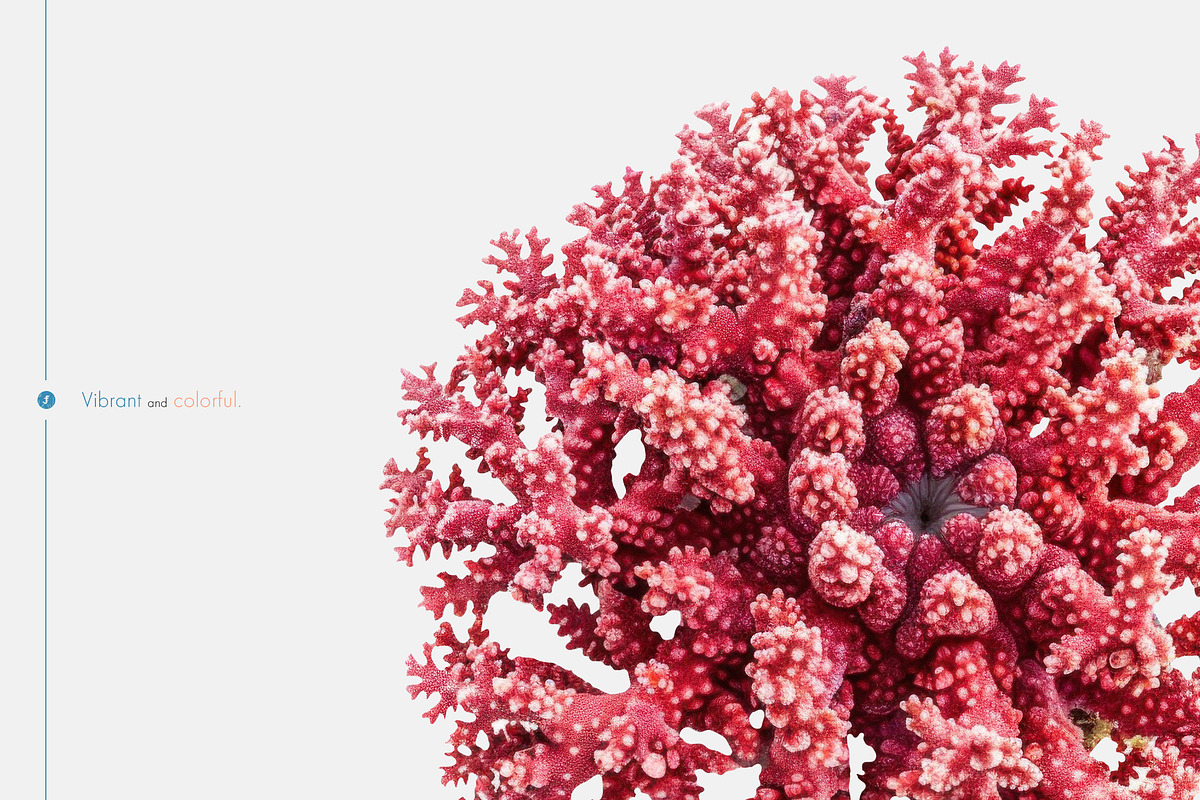 Fantastic Corals, an Object Graphic by Freezerondigital (Photo 8 of 10)