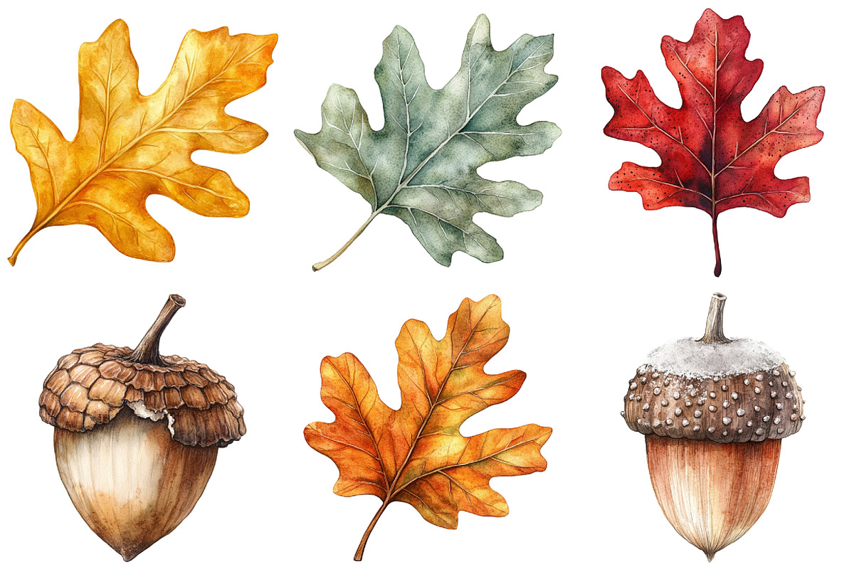 Watercolor Acorns & Oak Leaves PNG, an Illustration by Craft Nest (Photo 2 of 6)