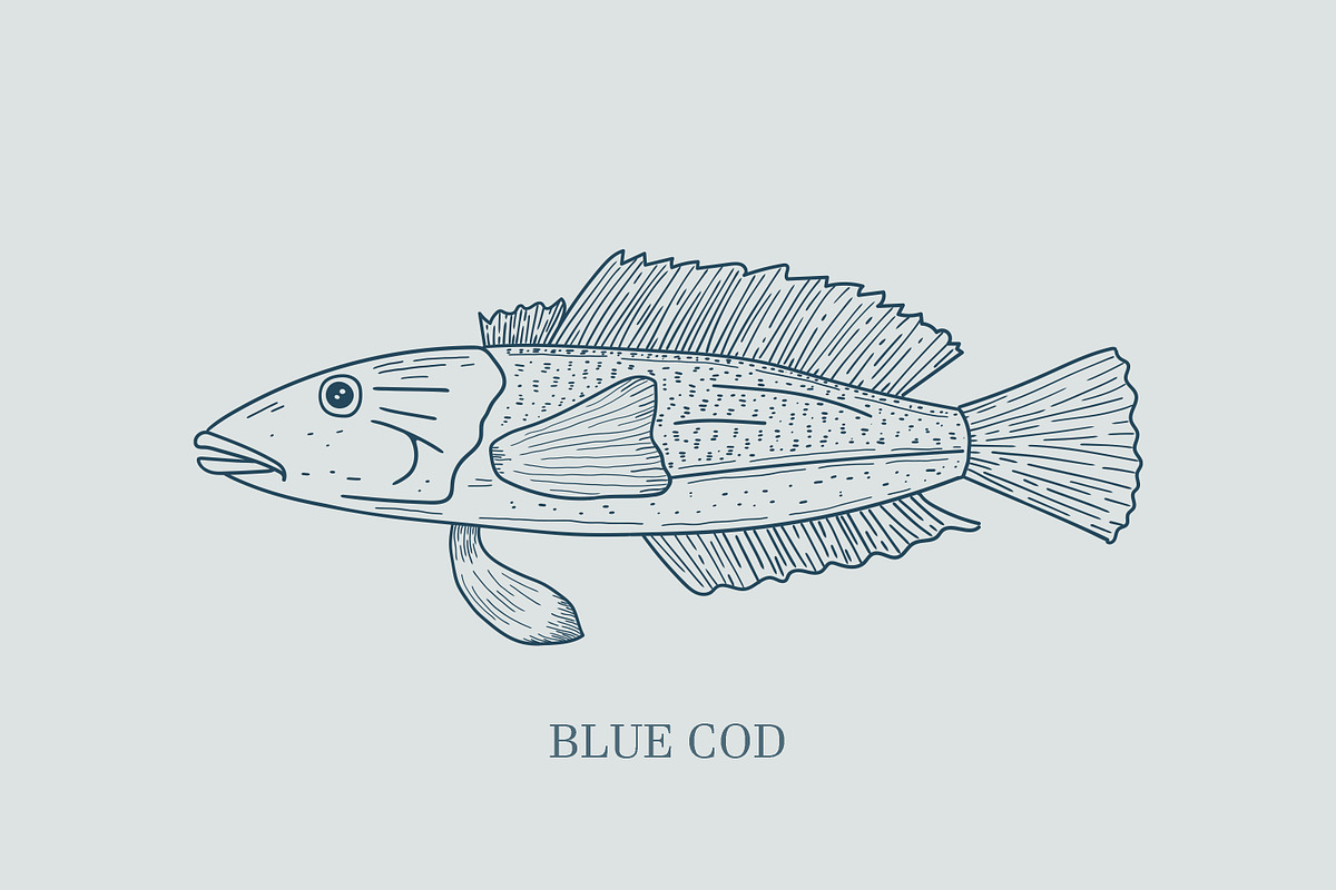 Hand drawn vectors of saltwater fish, an Animal Illustration by Naty Art (Photo 10 of 11)