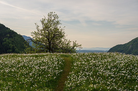 Daffodils blooming on the meadow, a Nature Photo by Dreamy Pixel