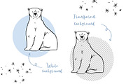 Polar Arctic Bear Clipart PNG SVG, an Animal Illustration by ArtGiftsStudio (Thumbnail 4 of 5)