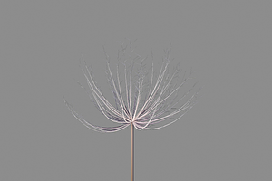 Dandelion V1