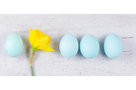 Row of blue eggs with daffodil, a Holiday Photo by Neirfy