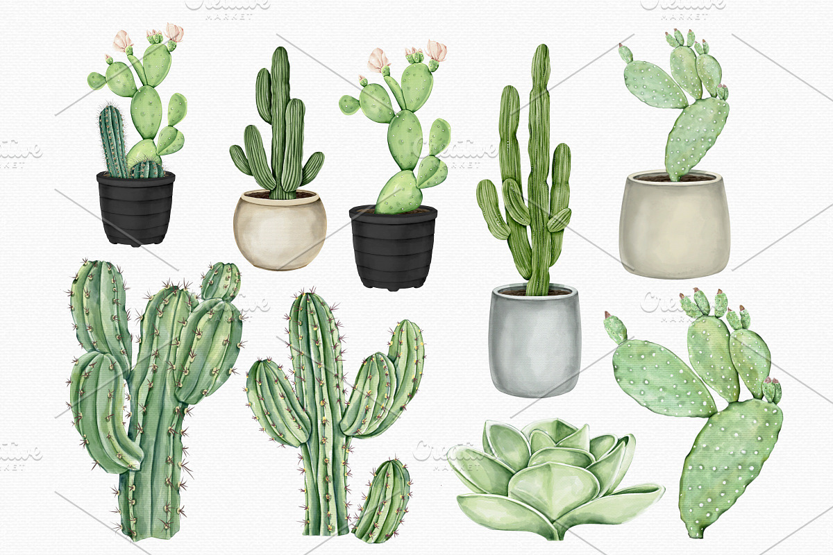 Watercolor Cactus PNG Clipart Set, an Illustration by MiracleArtAndDesign (Photo 3 of 4)