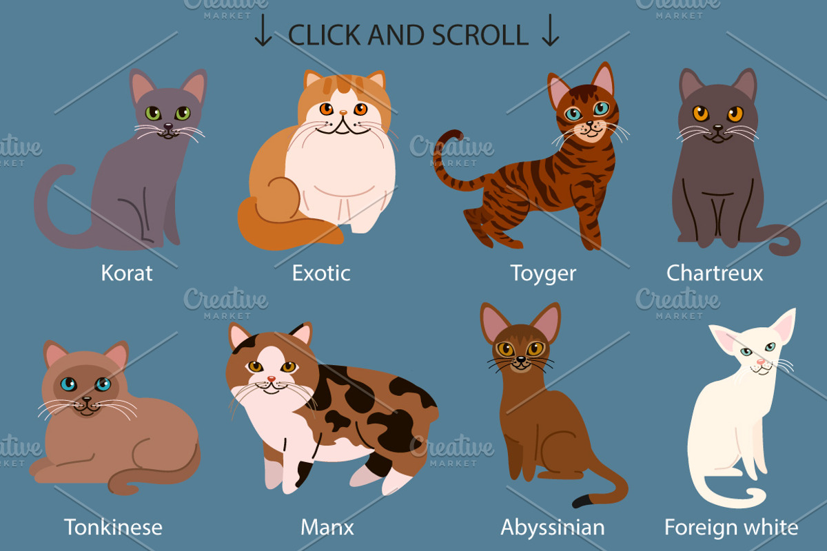 25 breeds of cats, vector, an Animal Illustration by Mallinka