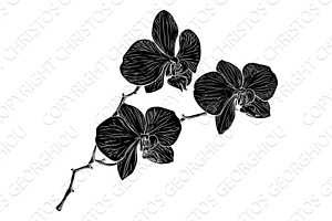 Orchid Flower Woodcut Orchids