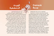 Gumela Arabic, Complete Family, a Sans Serif Font by Namela Studio (Thumbnail 4 of 8)