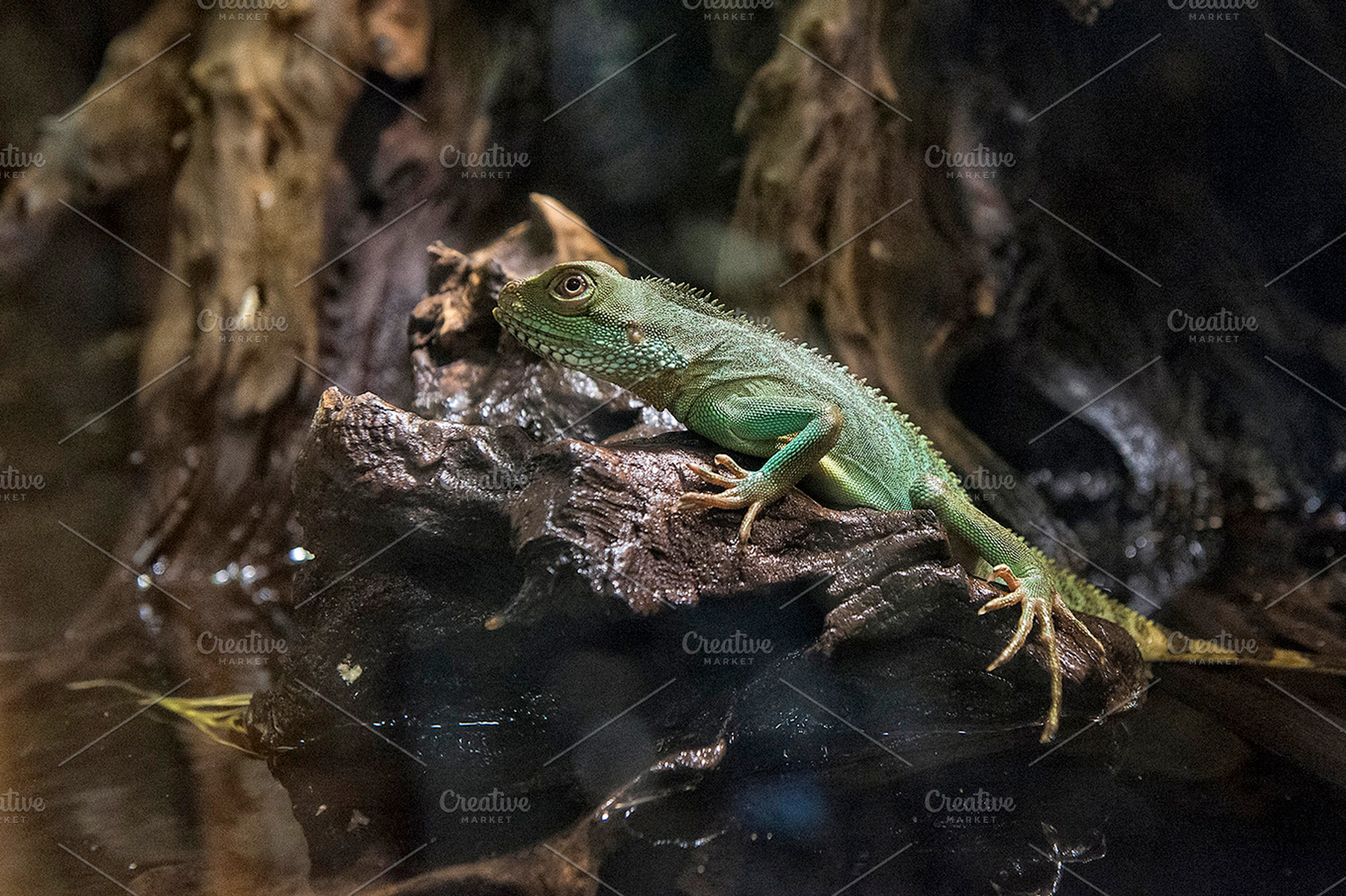 chameleon wizard, a Background Photo by Camera Obscura