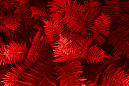 Natural floral fern leaves, a Nature Photo by MAnuta