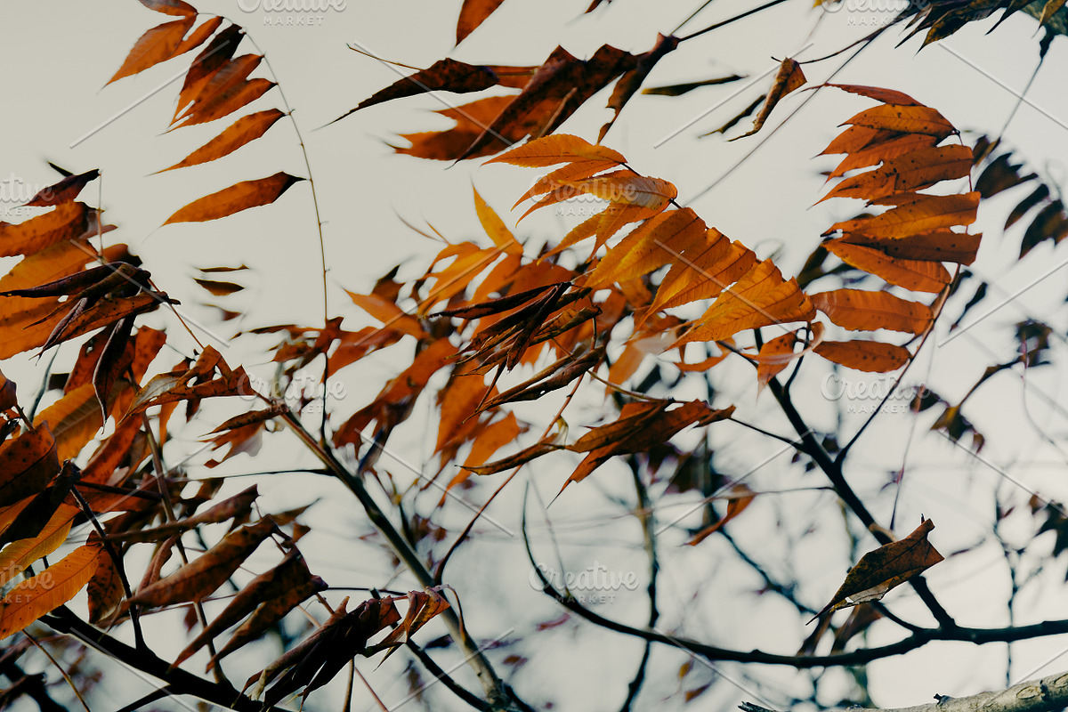 100+ New Hi-Res Autumn Photos, a Background Photo by moonloop (Photo 12 of 13)