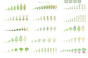 Stages of Plant Growth set, an Education Illustration by Ilia Design (Thumbnail 5 of 7)