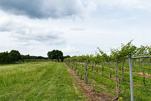 Vineyard row landscape in Indiana with green vines, open field, and dramatic cl, a Photo by AS photostudio