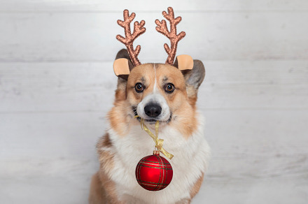funny portrait of a corgi dog, an Animal Photo by nataba