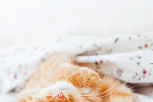 Cute ginger cat lying in bed featuring cat, pet, and cute