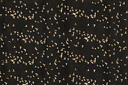 Rose Gold Leaf Digital Patterns, a Pattern Graphic by Blixa 6 Studios (Thumbnail 2 of 5)