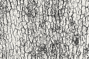 Tree Bark Textures, a Texture Graphic by GhostlyPixels (Thumbnail 4 of 9)