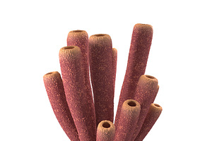 Purple Tube Sponges