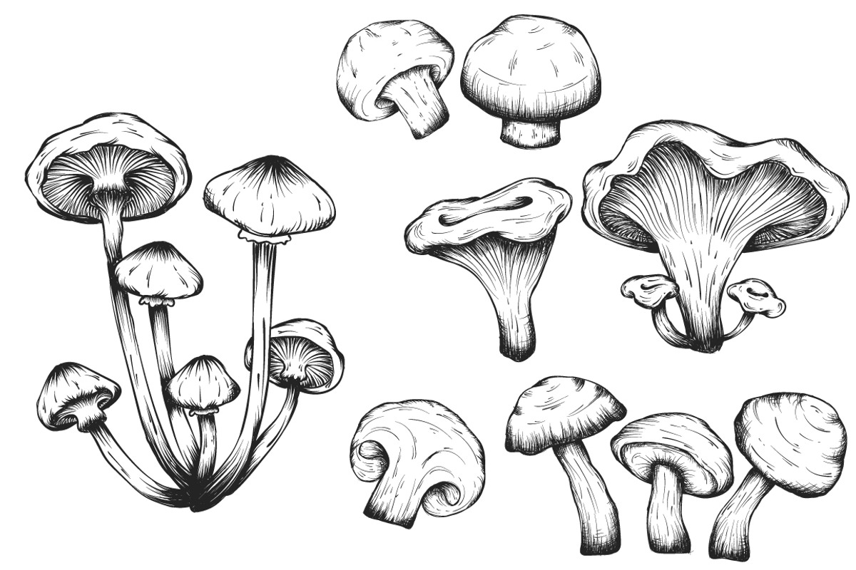Mushrooms hand drawn set isolated, a Food Illustration by Tierre3012 (Photo 1 of 3)