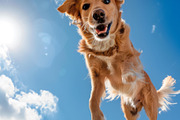 116 Flying animals, an Animal Photo by Handmadefont (Thumbnail 35 of 119)