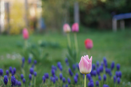 Springtime Blossom