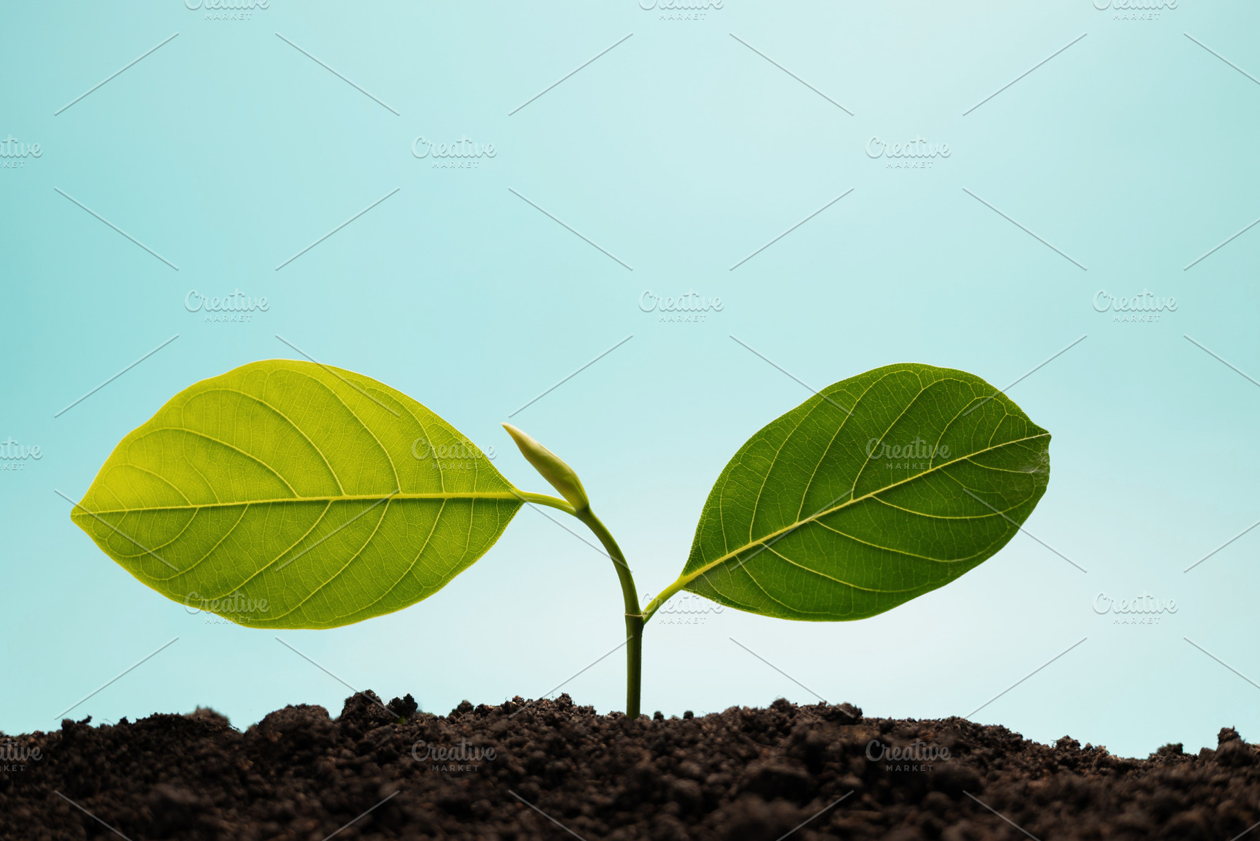 Young green plant growing from soil under blue sky representing, a Photo by salmon.black