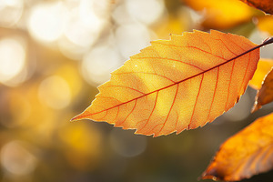 Orange autumn leaf against blurred, a Nature Photo by MistyDay