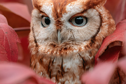 Owl in its natural habitat, an Animal Photo by Virgo Studio