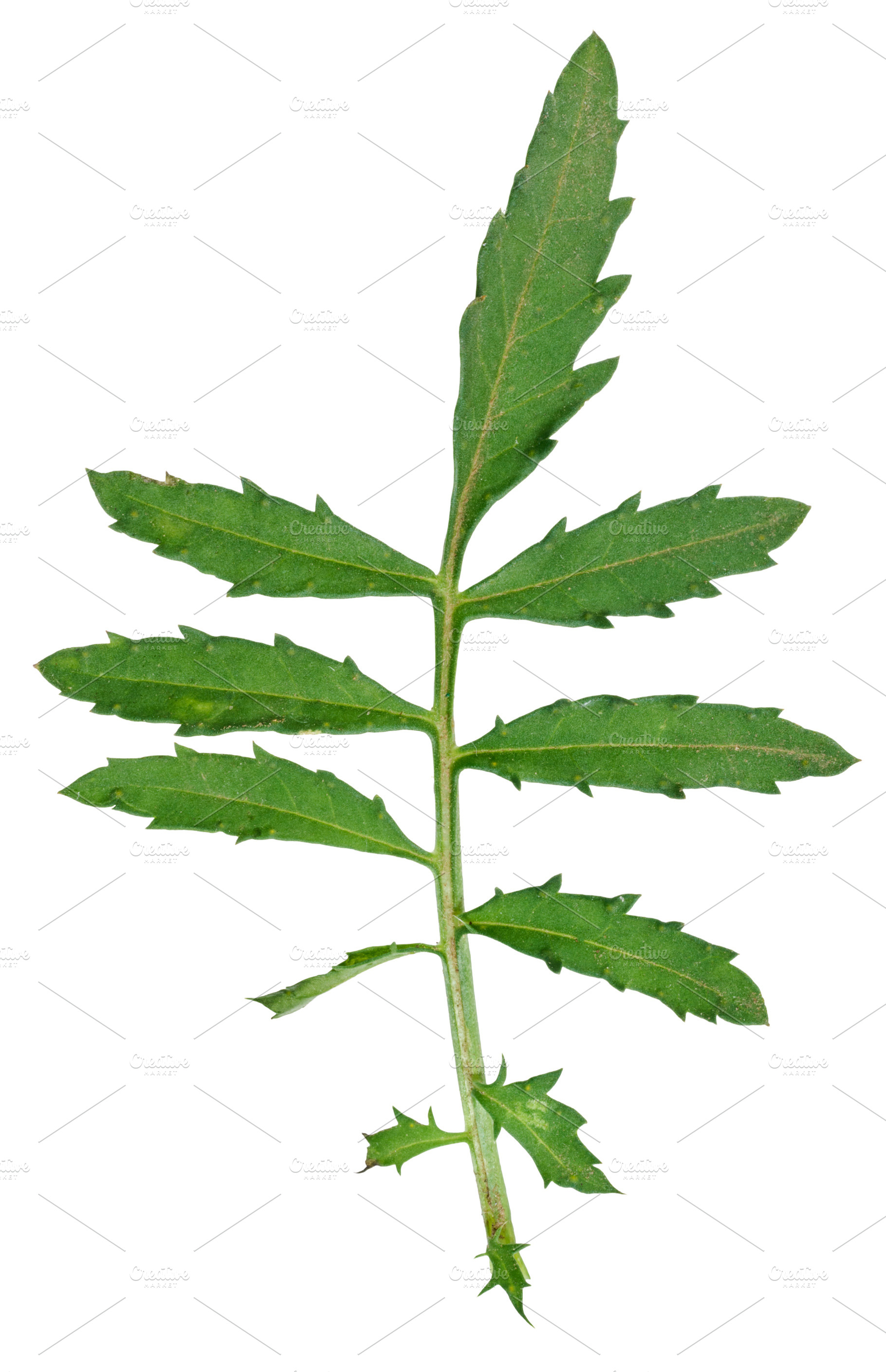 Green feathery leaf of Tagetes marigold on isolated background, a Nature Photo by ndanko