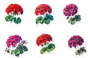 Watercolor geranium Clipart, an Illustration by Designworld (Thumbnail 3 of 5)