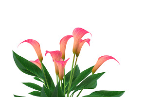 Calla Lily Pink