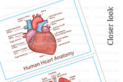 Human Organs Anatomy, a Healthcare Illustration by Serghei Caraulan (Thumbnail 4 of 4)