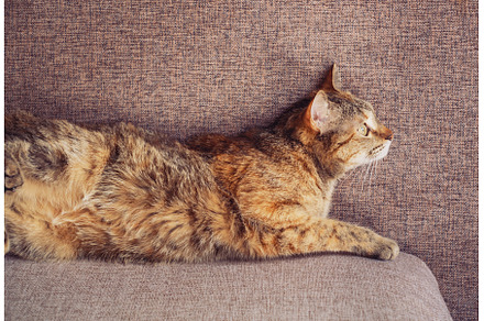 Cute ginger tabby cat lies on the