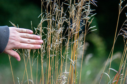 Human hand and grass in a meadow, a Holiday Photo by Schreibikus