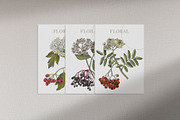 Medicinal plants collection, a Healthcare Illustration by handsketched (Thumbnail 7 of 9)