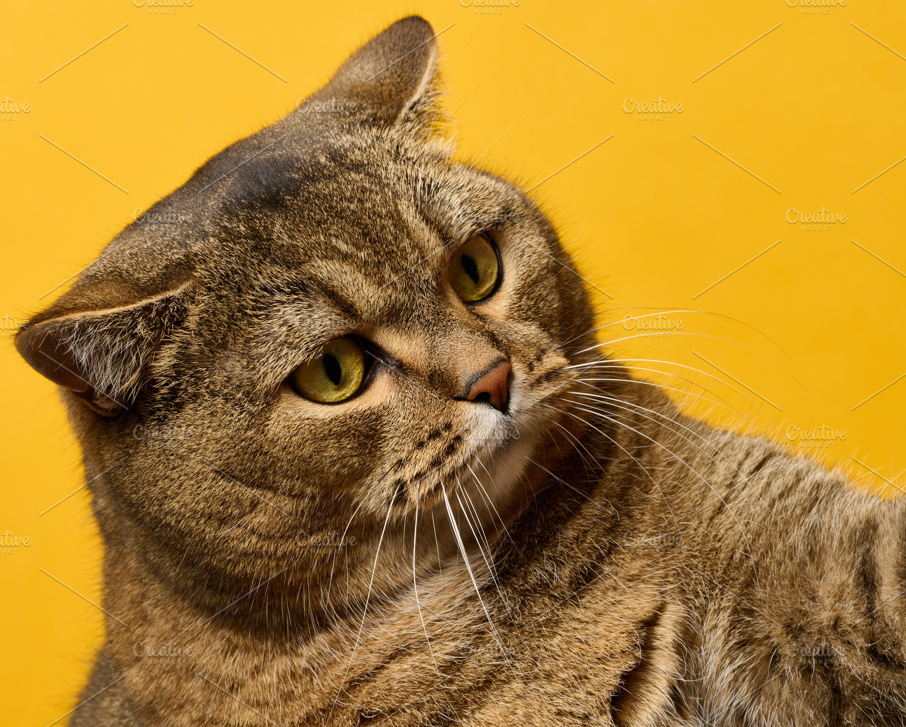 Close-up of a beautiful tabby cat with expressive eyes on a brig, an Animal Photo by ndanko