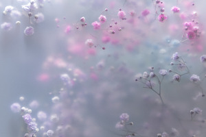 Soft pastel flowers in dreamy blur w, a Nature Photo by Edalin's Store