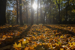 sunny day in the park during the autumn leaf fall, The sun illuminates the tree, a Photo by rsoollAI