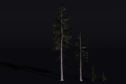 The Norway Spruce Tree, a Plants & Tree 3D Model by FuturePastCreatives (Thumbnail 5 of 7)