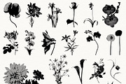 Bloom & Shade Botanical PNG Elements, an Object Graphic by alonahaidash (Thumbnail 7 of 13)