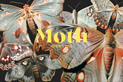 Moth and Butterflies, an Object Graphic by TheCuteShop (Thumbnail 1 of 9)