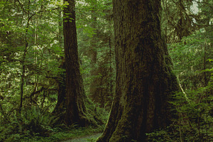 Hoh rainforest stock photo containing hoh rainforest and rain forest