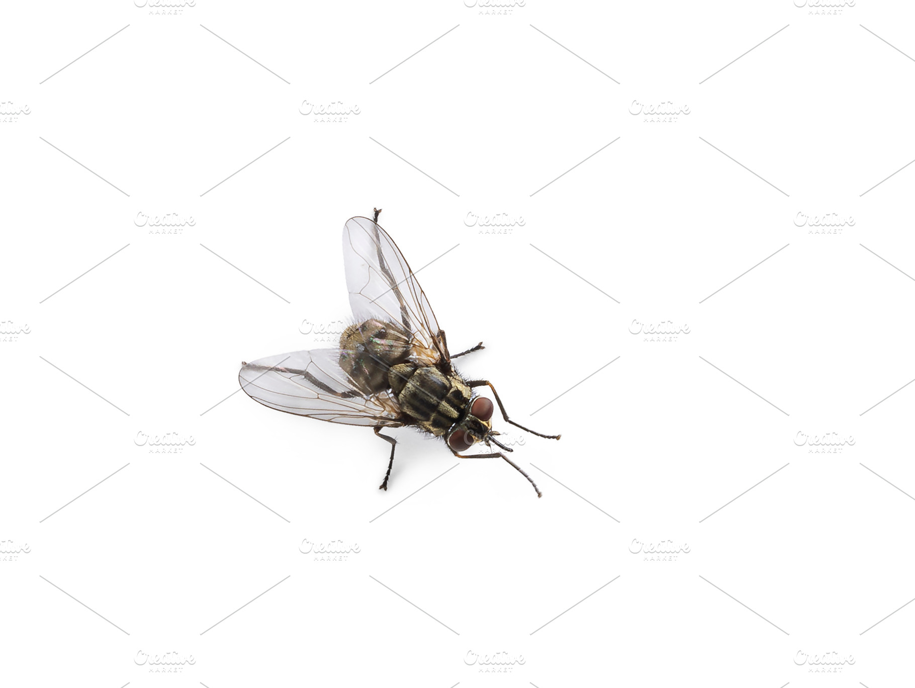 Common housefly on white background, an Animal Photo by Cat'chy Images by Nynke