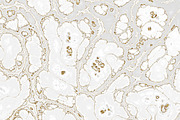 Marble textures 8000 x 8000 px, a Texture Graphic by tkdesign (Thumbnail 4 of 21)
